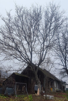 Predám orechové drevo - 3