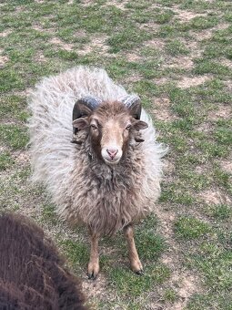 Quessantsky mini barancek 2ks - 3