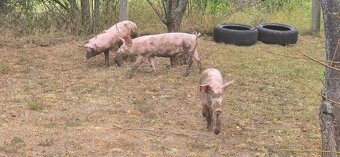 Predám prasiatka 40kg - 3