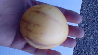Predám rastlinky- Pepino-Gold - 3
