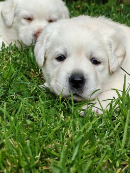 Labrador retriever -šteniatka s PP - 3