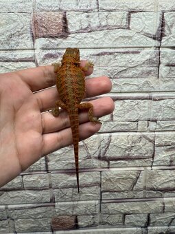 Agama bradata - 3