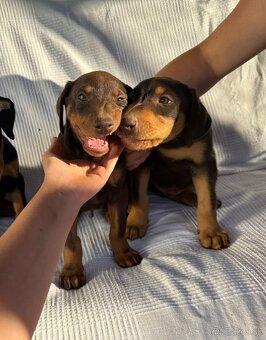 Doberman - 3