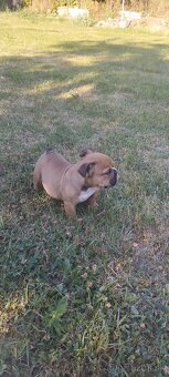 Anglický bulldog - 3