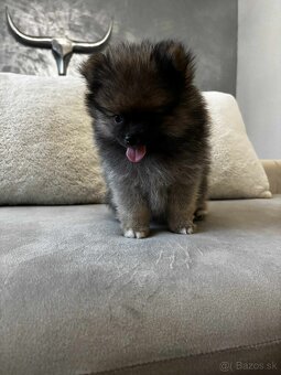 Predám šteniatka POMERANIANA - 3