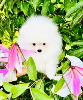 Pomeranian - 3