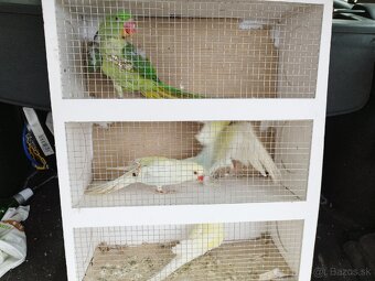 Alexander Veľký a malý - 3