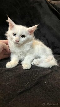 Mainská Mývalia, Maine Coon - 3