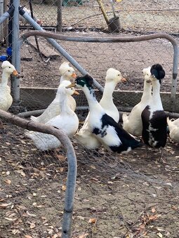 Chocholaté kačky - 3