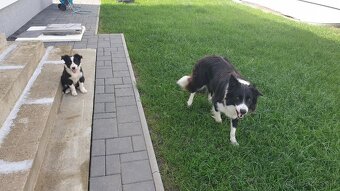 Ponúkam na krytie bordel Kolia...za jedno šteniatko - 3