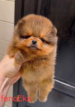 Pomeranian Boo mini - 3