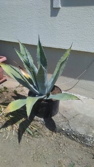 Agave americká - 3