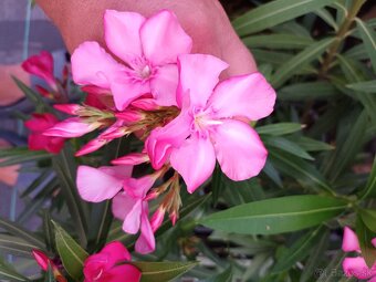 Oleander , Leander - 3