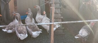 Predám Suchovská husy - 3