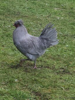 Kohuty araucana lavender - 3