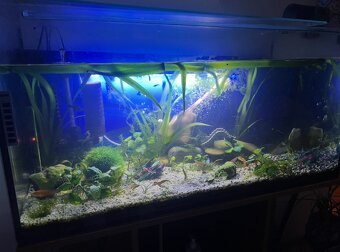 200 litrové akvárium + komplet zariadené s rybickami - 3