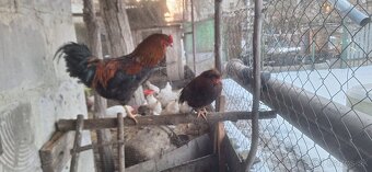 Predám mladých kohútov - 3