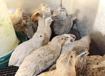 Predám japonské prepelice kohút zdarma - 3