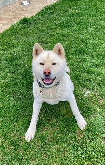 DARUJEM AKITA INU - 3