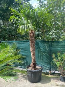 Palmy Trachycarpus Fortunei - 3