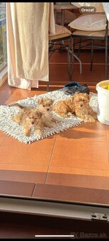 Morkie šteniatka - 3