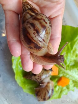 Lissachatina reticulata klasik väčšie  slimaky - 3