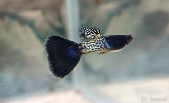 Gupky Blue Metalic - 3