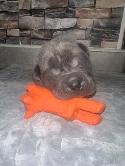 Sharpei - 3