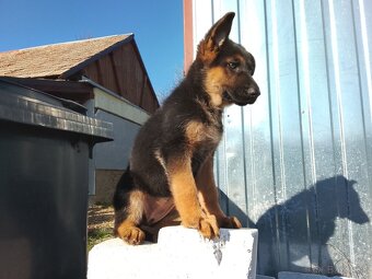 Šteniatka Nemecký Ovčiak - 3