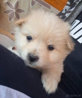 darujeme šteniatka - 3