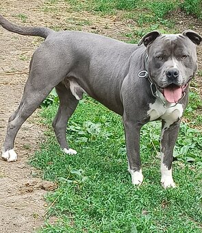 Americký staford - 3