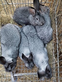 Cinčila Velka - Mäsové plemeno - 3