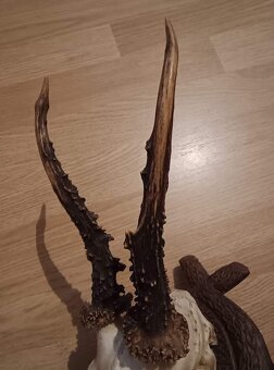 Trofej trofeje parohy parožie zhody,, - 3