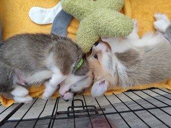 Welsh corgi Pembroke s PP FCI - 3