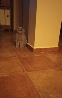 Predám britského kocúra - 3