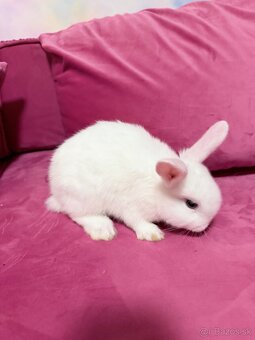 Zákrslý krallik SNOWY - 3