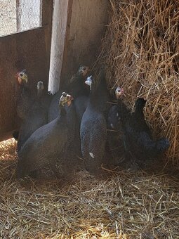 Krásne perličky - 3