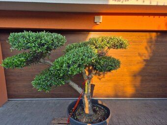 Predám Olivovník bonsai - 3