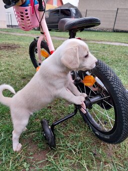 Darujem šteniatka - 3