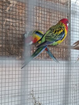 Predám rozely pestré - 3