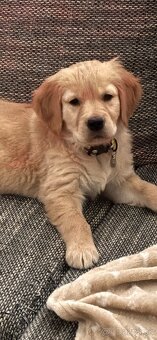 Golden retriver - 3