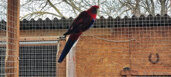 Penant Červený - 3