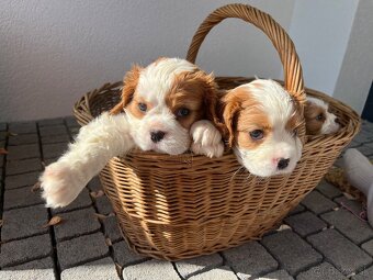 Cavalier king charles Spaniel - 3