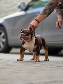 American Bully - 3