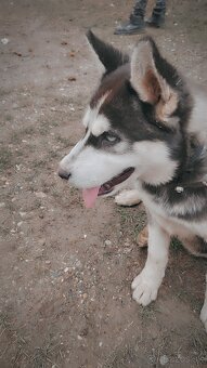 sibirsky husky - 3