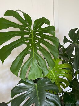 Monstera - 3