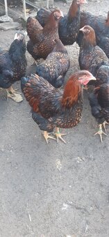 Wyandotka ZČL Veľká. Kohúty 2025. - 3