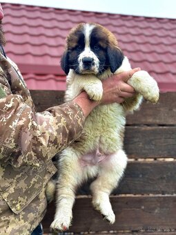 Moskovský strážny pes - 3