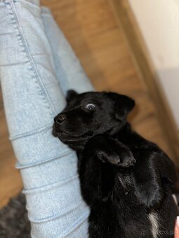 Border kólia a Labrador - 3