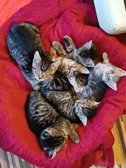 Darujem mačiatka do dobrých ruk - 3